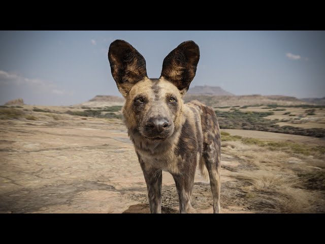 이 블렌더 보충제를 사용하여 실제 행동을 하는 동물을 추가하기만 하면 됩니다.